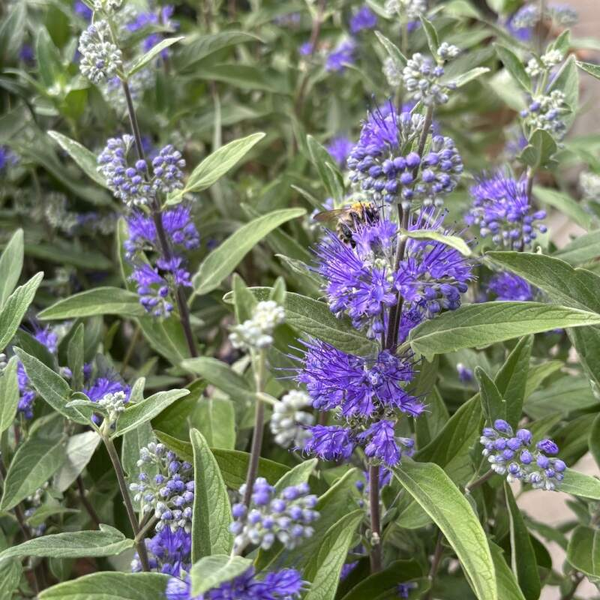 Caryopteris x clandonensis 'Kew Blue'