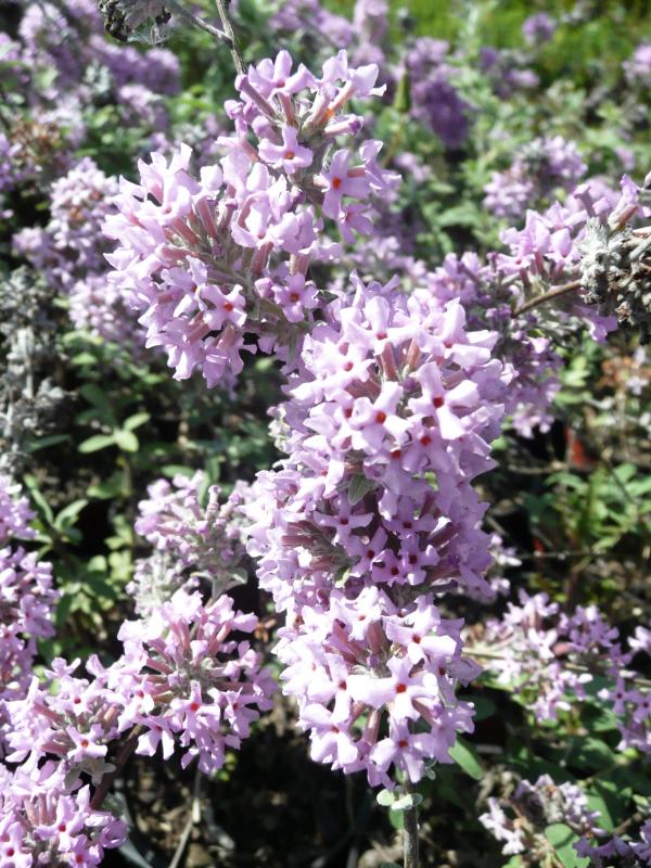 Buddleja x pikei 'Hever Castle'