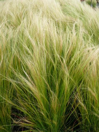 Stipa tenuissima