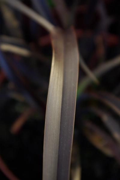 Phormium 'Platt's Black'