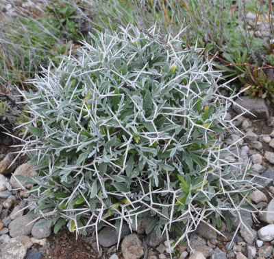 Centaurea spinosa subps. spinosa
