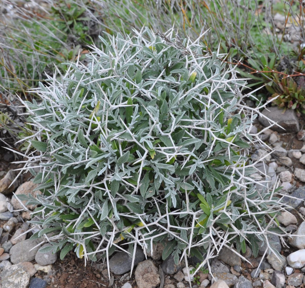 Centaurea spinosa subps. spinosa