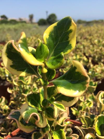 Coprosma repens 'Pink Splendor'