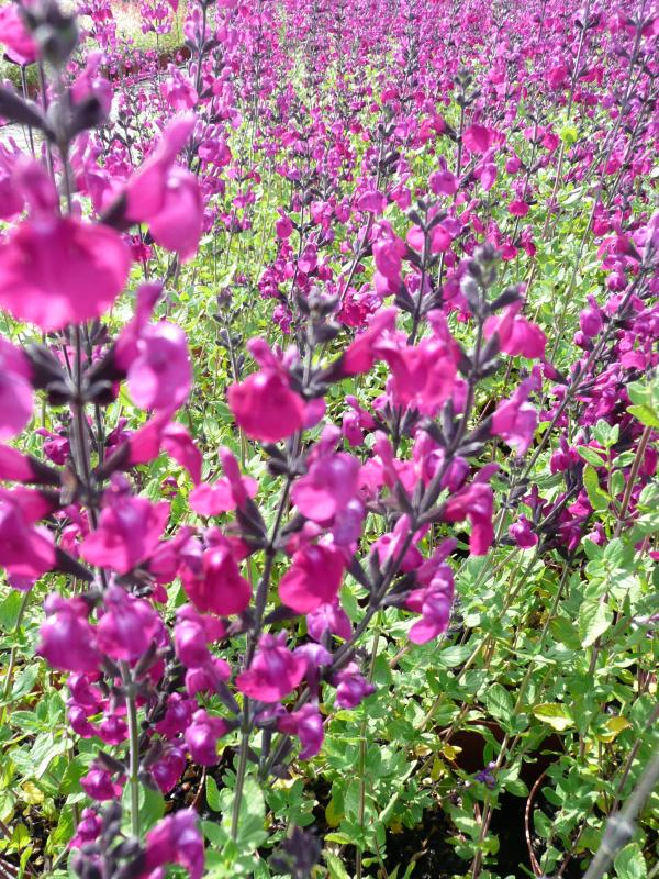 Salvia 'Christine Yeo'