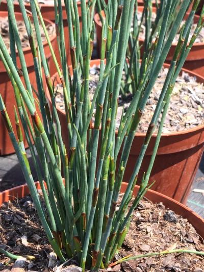 Chondropetalum tectorum