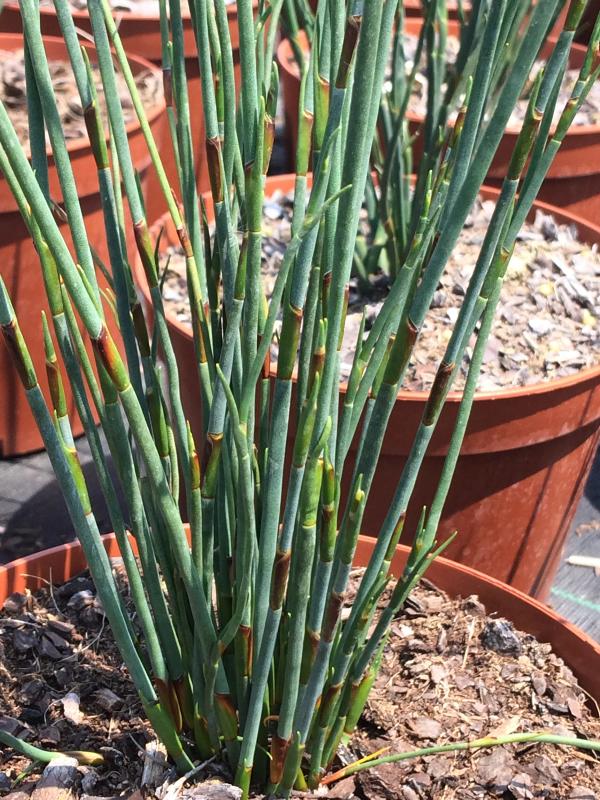 Chondropetalum tectorum