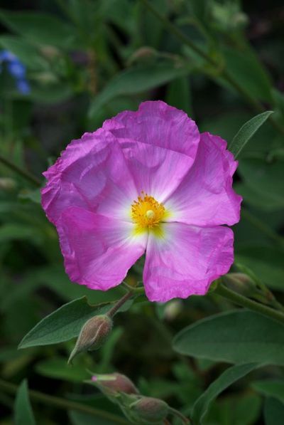 Cistus x argenteus 'Peggy Sammons'