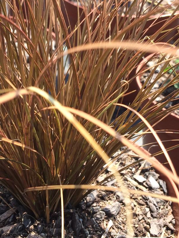 Carex comans 'Bronze'