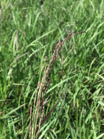 Panicum virgatum 'Squaw'