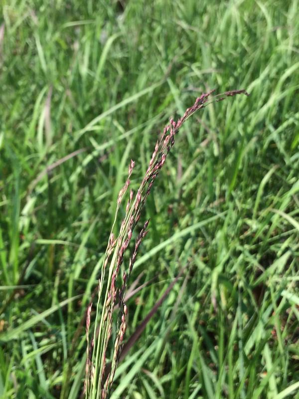 Panicum virgatum 'Squaw'