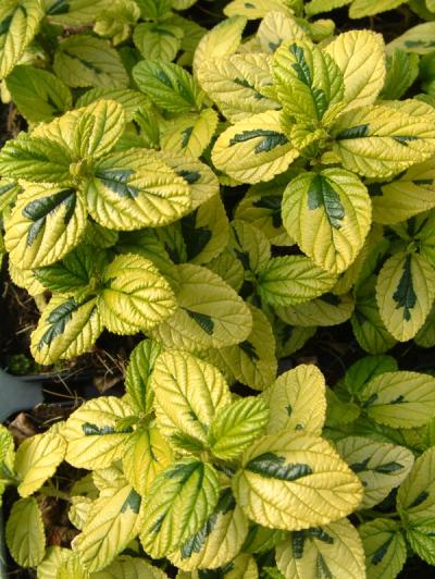 Ceanothus griseus 'Diamond Heights'