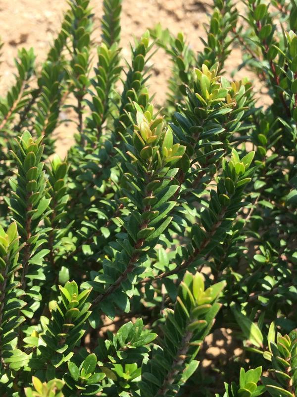 Myrtus communis 'Corredor'