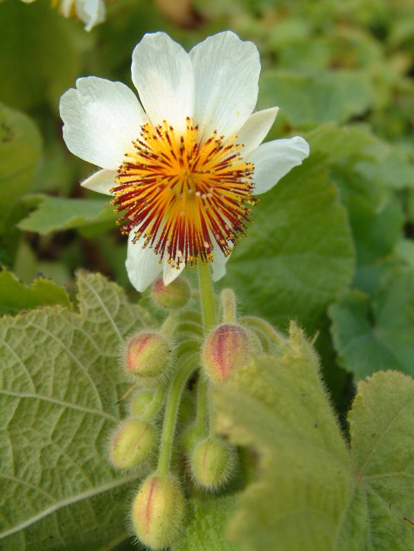 Sparrmannia africana