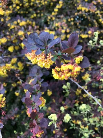 Berberis x ottawensis f.purpurea 'Superba'