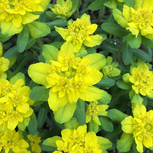 Euphorbia epithymoides