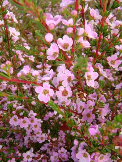 Astartea fascicularis