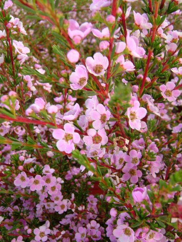 Astartea fascicularis