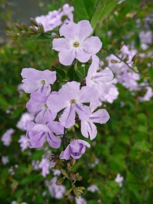 Duranta erecta