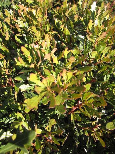 syn. Myrica