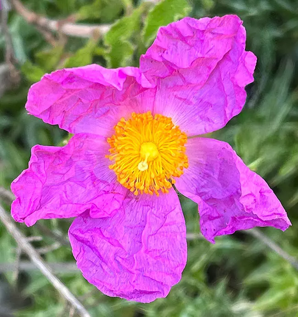 Cistus creticus