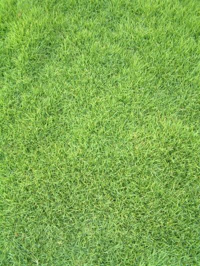 Zoysia tenuifolia