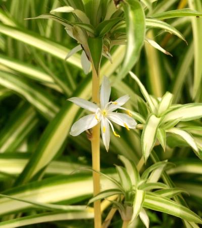 Chlorophytum comosum