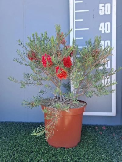 Melaleuca fulgens 'Red'