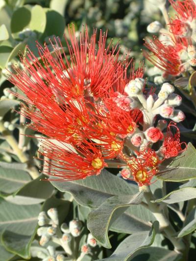 Metrosideros collina 'Springfire'