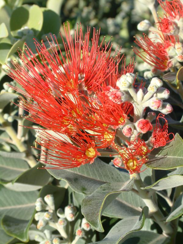 Metrosideros collina 'Springfire'