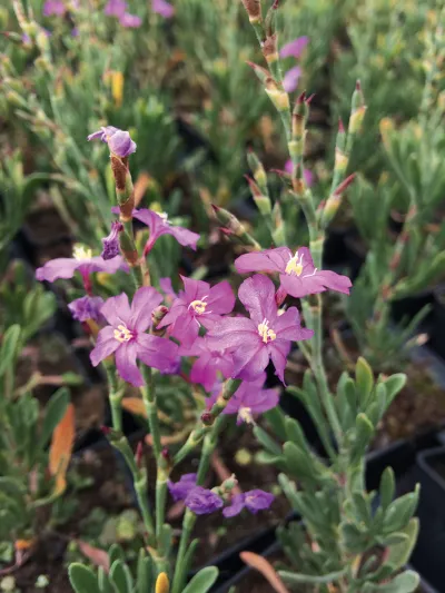 Limoniastrum monopetalum