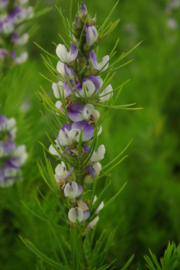 Psoralea pinnata