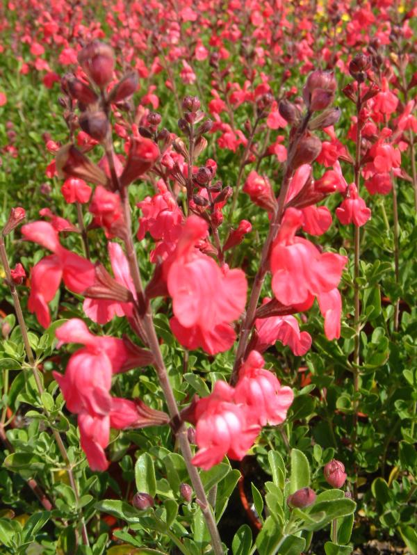 Salvia x jamensis 'James Compton'