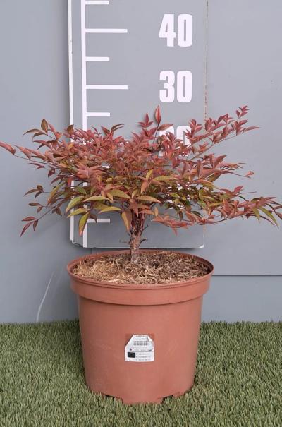 Nandina domestica 'Flirt' ®