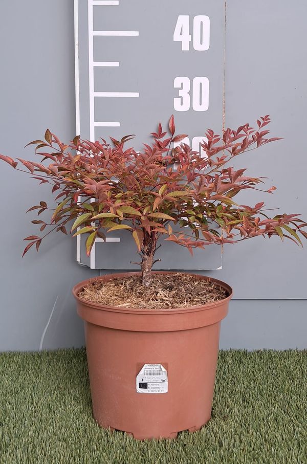 Nandina domestica 'Flirt' ®