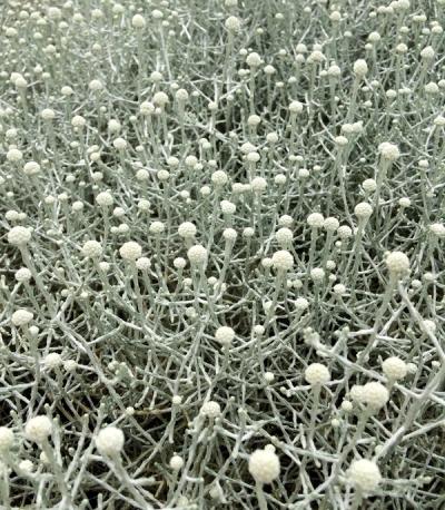 Calocephalus brownii