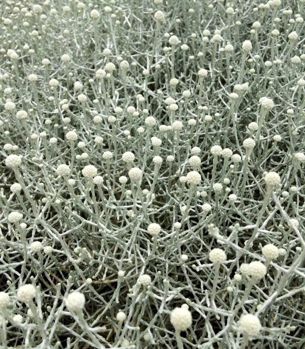 Calocephalus brownii