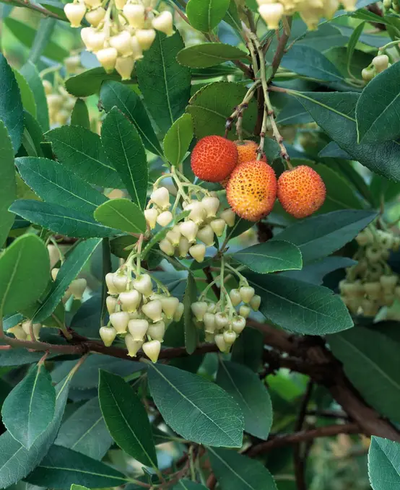 Arbutus unedo 'Atlantic'