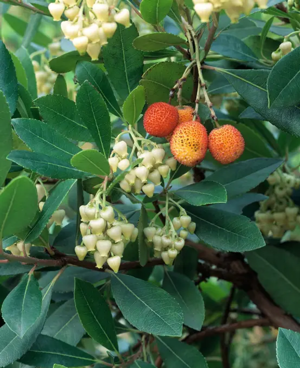 Arbutus unedo 'Atlantic'