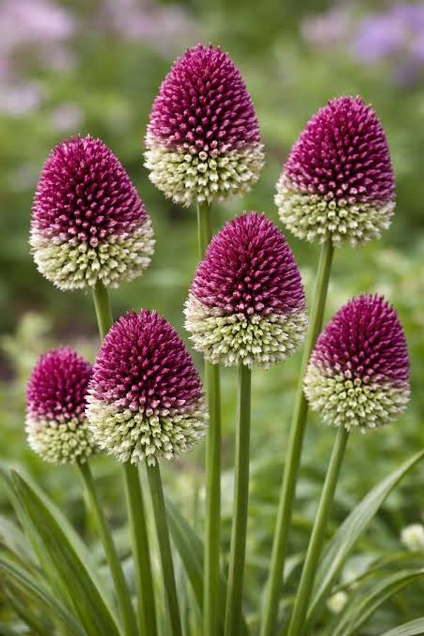 Allium sphaerocephalon