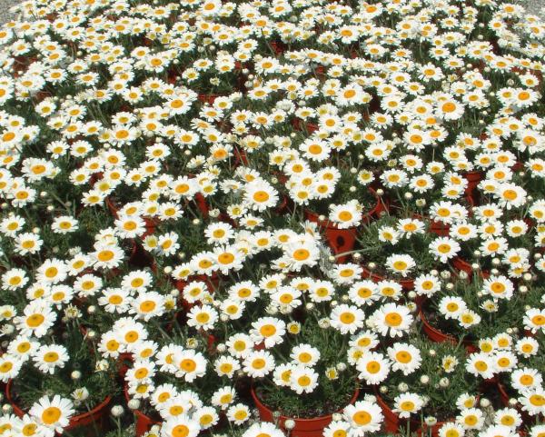 Rhodanthemum hosmariense