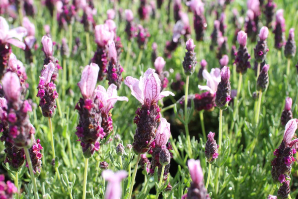 Lavandula stoechas 'Lavita Pink'