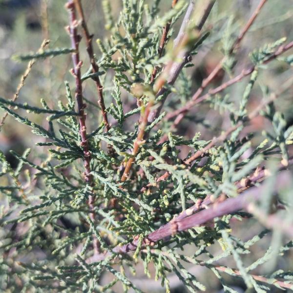 Tamarix ramossissima 'Rubra'