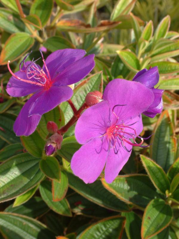 Tibouchina compacta