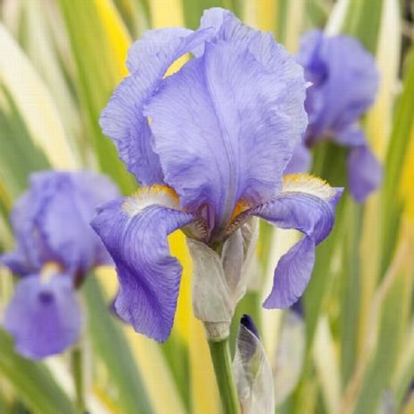 Iris pallida 'Variegata' hort.