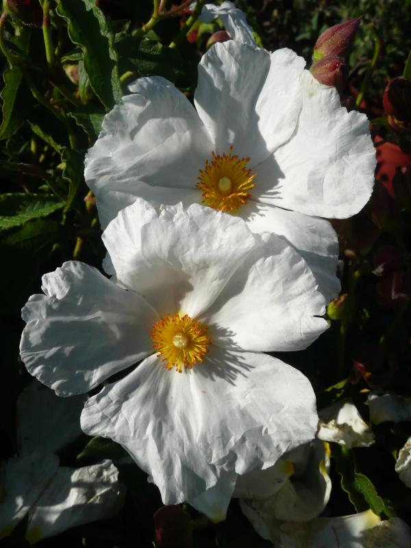 Cistus x aguilarii