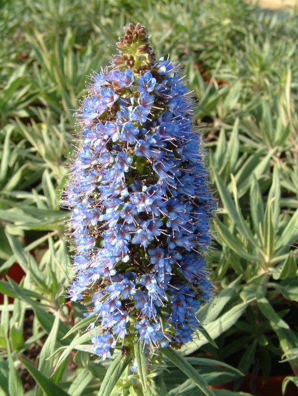 Echium candicans
