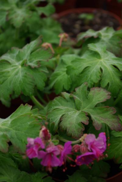 Geranium macrorrhizum 'Bevan's Variety'