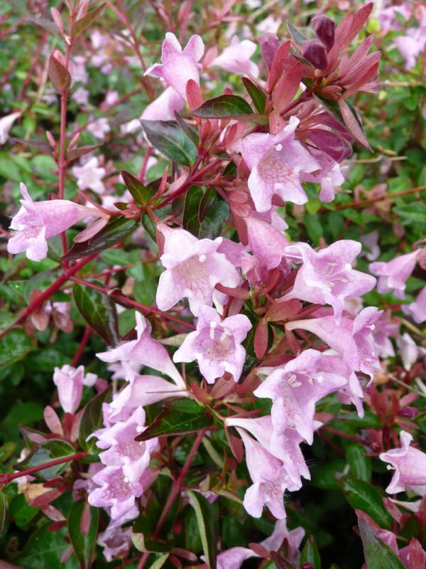 Abelia 'Edward Goucher'