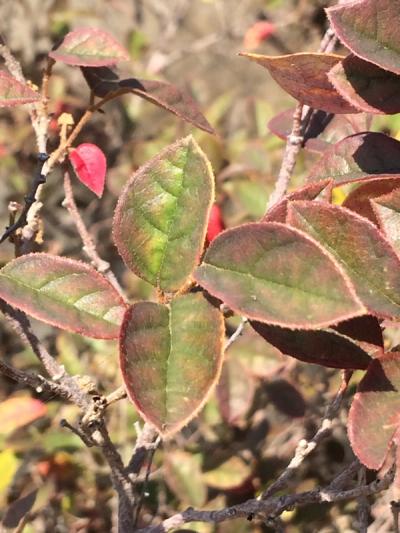 Loropetalum chinense 'Ming Dynasty'