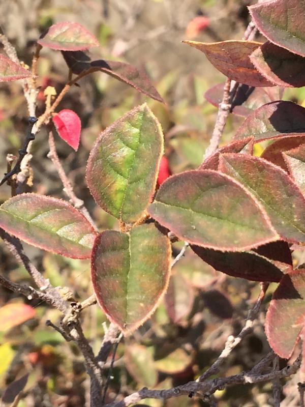 Loropetalum chinense 'Ming Dynasty'